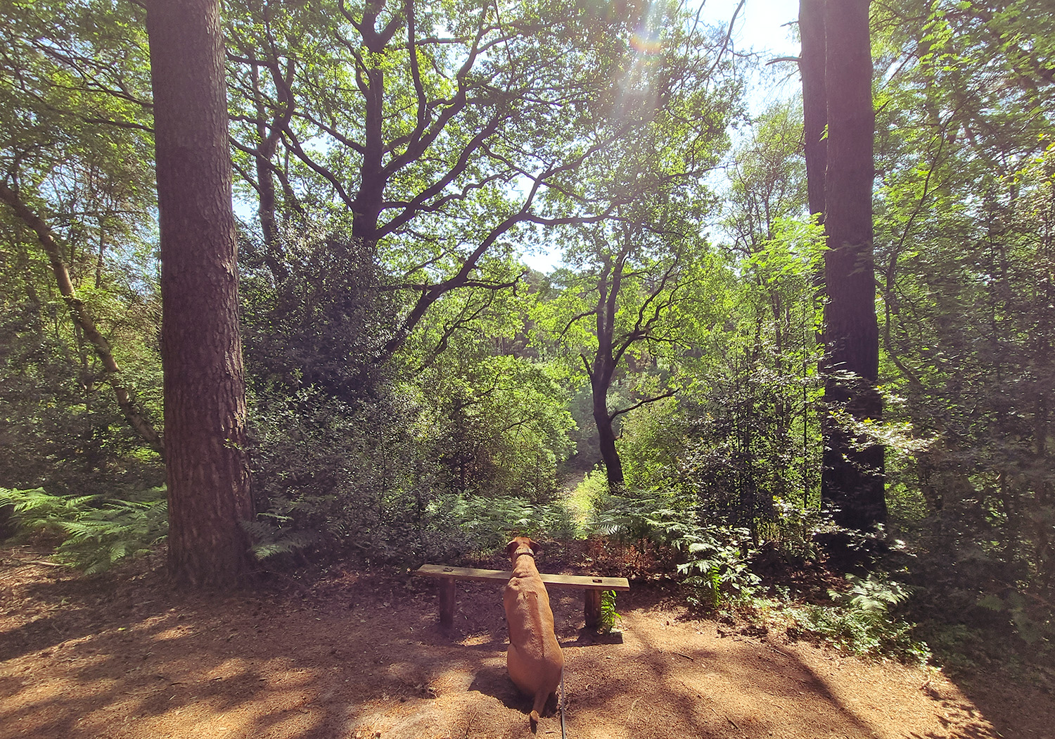 Dog Walk at Durford Wood